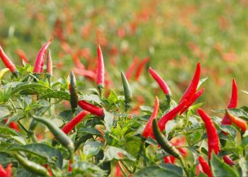 Growing hot chilli peppers
