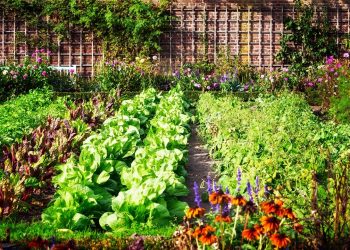 What You Need To Know For Planning Your Garden