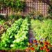 What You Need To Know For Planning Your Garden