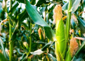 Follow These Tips To Grow The Best Corn
