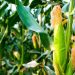 Follow These Tips To Grow The Best Corn