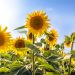 A Complete Guide On How To Grow And Care For Sunflowers