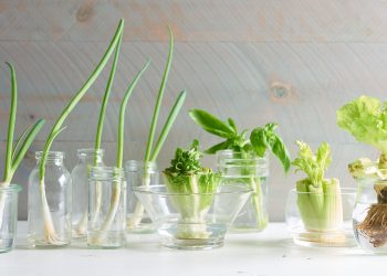 How to Easily Regrow Your Vegetable Scraps
