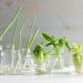 How to Easily Regrow Your Vegetable Scraps