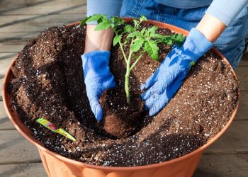 Learn Proper Planting Techniques For A Beautiful Garden
