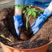 Learn Proper Planting Techniques For A Beautiful Garden