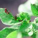 Best Ways For Organic Pest Control