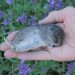 How To Protect Your Garden From Voles