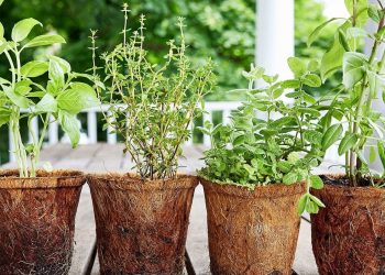 Private: Harvest herbs for that perfect cup of tea