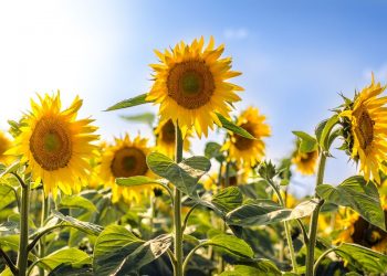 A Complete Guide On How To Grow And Care For Sunflowers