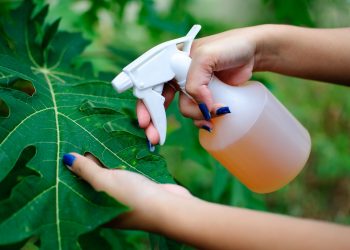 All You Need To Know About Organic Pest Control