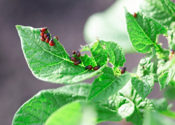 Best Ways For Organic Pest Control