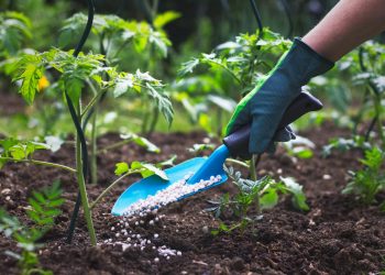 What You Need To Know About Garden Fertilizer Labels