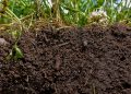 How To Prepare Your Soil For Vegetable Gardening