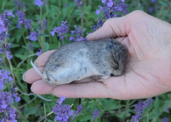 How To Protect Your Garden From Voles